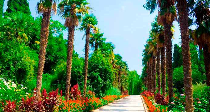 Никитский ботанический сад